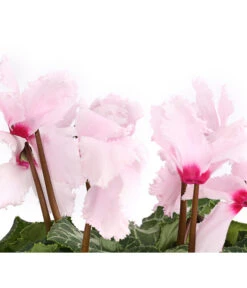 Alpenveilchen, Gefranst -Garten Umfassend Geschäft 8217473 WE DE 002 AlpenveilchenCyclameGefranstT12DehnerExpressHerzig