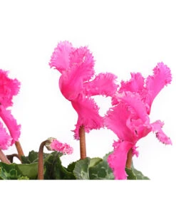 Alpenveilchen, Gefranst -Garten Umfassend Geschäft 8217473 WE DE 003 AlpenveilchenCyclameGefranstT12DehnerExpressHerzig