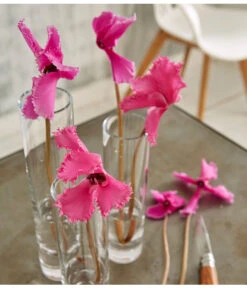 Alpenveilchen, Gefranst -Garten Umfassend Geschäft 8217473 WE MO 002 SchmetterlingsorchideePhalaenopsisMini2TrieberGlasvaseBigStudioHamburg