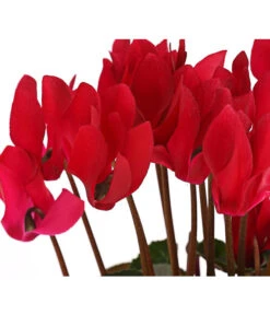 Midi Alpenveilchen, Verschiedene Sorten 22 Midi Alpenveilchen, Verschiedene Sorten -Garten Umfassend Geschäft 8217622 PR DE 001 AlpenveilchenCyclameRot10DehnerExpressHerzig