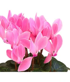 Midi Alpenveilchen, Verschiedene Sorten 23 Midi Alpenveilchen, Verschiedene Sorten -Garten Umfassend Geschäft 8217622 PR DE 002 AlpenveilchenCyclameRosaMidi10DehnerExpressHerzig