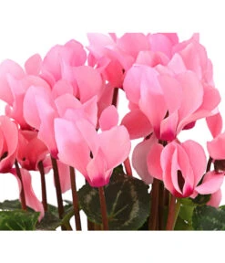 Midi Alpenveilchen, Verschiedene Sorten 25 Midi Alpenveilchen, Verschiedene Sorten -Garten Umfassend Geschäft 8217622 PR DE 003 AlpenveilchenCyclameRosaMidi10DehnerExpressHerzig