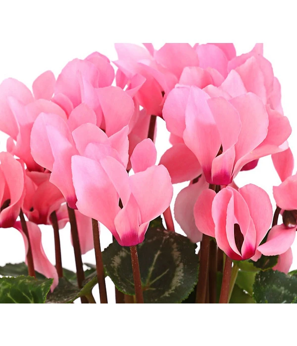 Midi Alpenveilchen, Verschiedene Sorten 11 Midi Alpenveilchen, Verschiedene Sorten – Bild 9