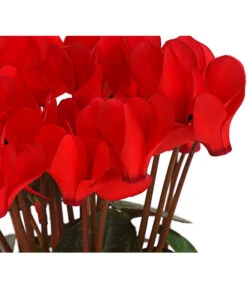 Midi Alpenveilchen, Verschiedene Sorten 26 Midi Alpenveilchen, Verschiedene Sorten -Garten Umfassend Geschäft 8217622 PR DE AlpenveilchenCyclameRotMidi10DehnerExpressHerzig