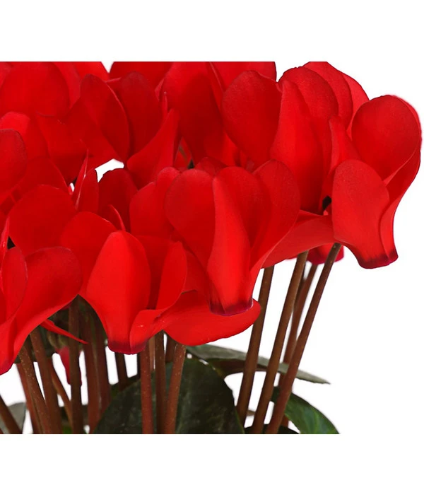 Midi Alpenveilchen, Verschiedene Sorten 12 Midi Alpenveilchen, Verschiedene Sorten – Bild 10