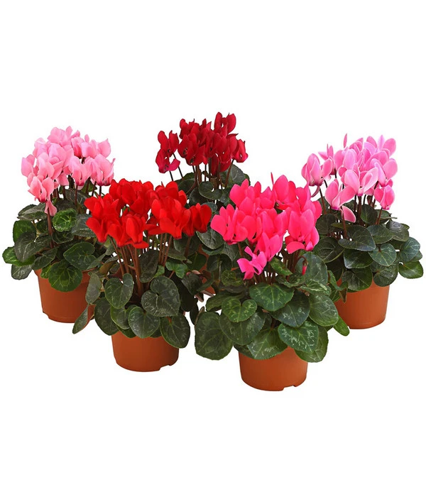 Midi Alpenveilchen, Verschiedene Sorten 3 Midi Alpenveilchen, Verschiedene Sorten