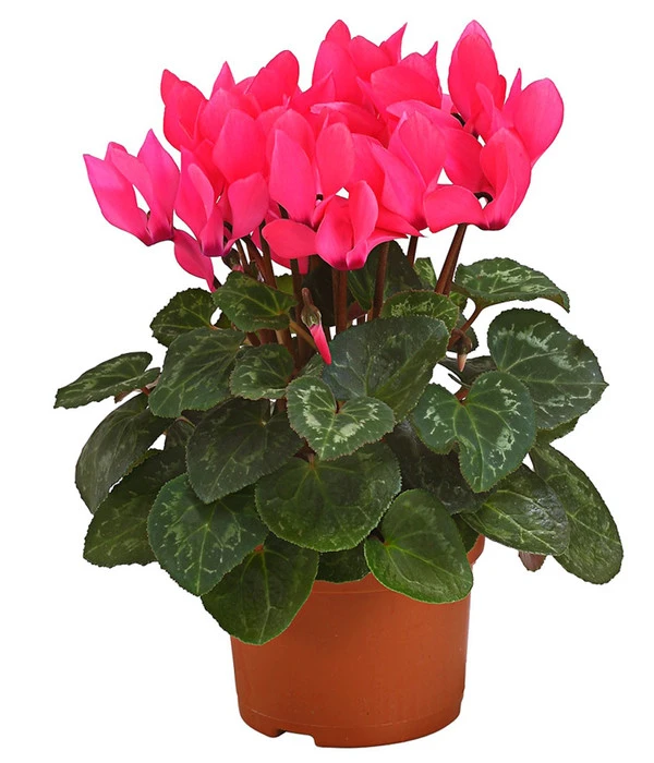 Midi Alpenveilchen, Verschiedene Sorten 4 Midi Alpenveilchen, Verschiedene Sorten – Bild 2