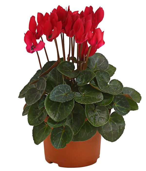 Midi Alpenveilchen, Verschiedene Sorten 5 Midi Alpenveilchen, Verschiedene Sorten – Bild 3