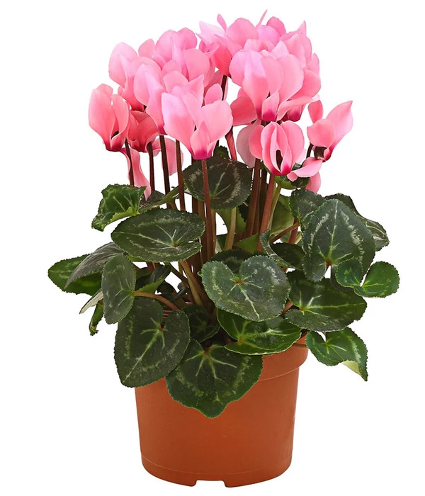 Midi Alpenveilchen, Verschiedene Sorten 6 Midi Alpenveilchen, Verschiedene Sorten – Bild 4