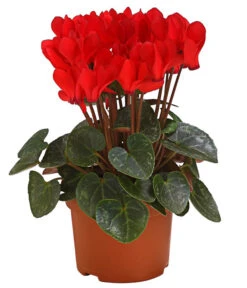 Midi Alpenveilchen, Verschiedene Sorten 21 Midi Alpenveilchen, Verschiedene Sorten -Garten Umfassend Geschäft 8217622 PR FS AlpenveilchenCyclameRot10DehnerExpressHerzig