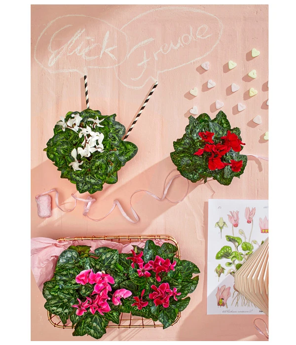 Midi Alpenveilchen, Verschiedene Sorten 14 Midi Alpenveilchen, Verschiedene Sorten – Bild 12