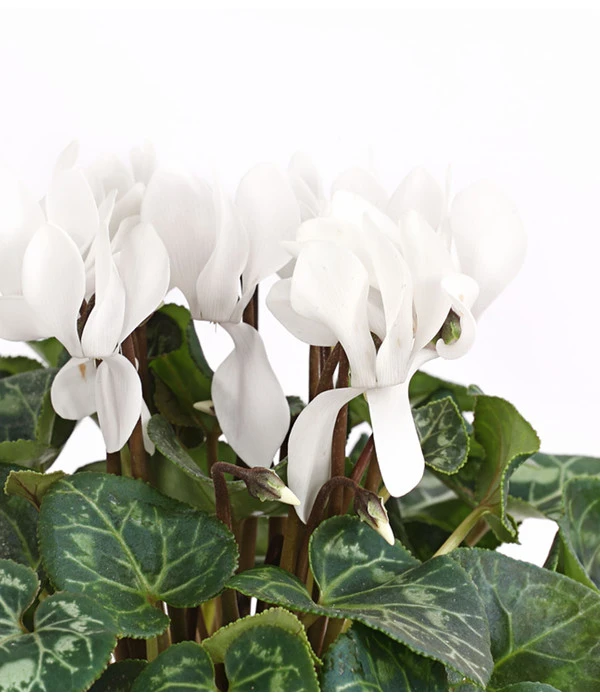 Midi Alpenveilchen, Verschiedene Sorten 10 Midi Alpenveilchen, Verschiedene Sorten – Bild 8