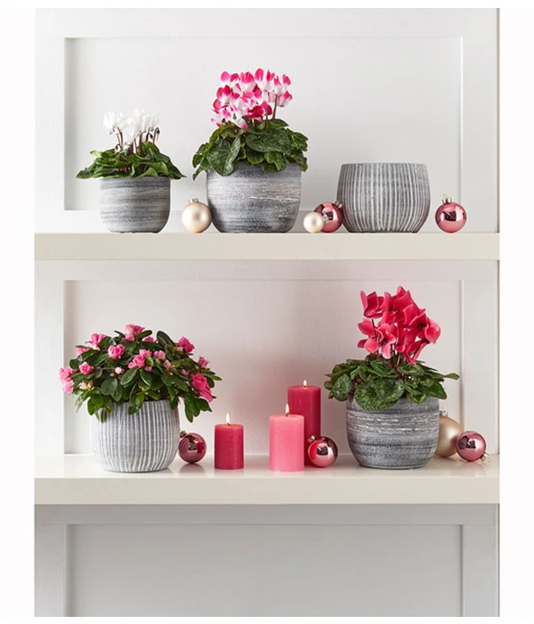 Midi Alpenveilchen, Verschiedene Sorten 15 Midi Alpenveilchen, Verschiedene Sorten – Bild 13