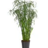 Zypergras - Cyperus Glaber -Garten Umfassend Geschäft 8218463 PR FS 001 CyperusGlaborT23DehnerExpressHerzig