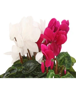 Alpenveilchen-Duo -Garten Umfassend Geschäft 8218539 PR DE 001 AlpenveilchenCyclamenTwinLilaWeissDehnerHerzig