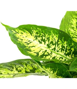 Dieffenbachie - Dieffenbachia Seguine Compacta -Garten Umfassend Geschäft 8219966 PR DE 002 DieffenbachiaCompactaT17DehnerHerzig