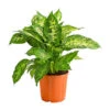 Dieffenbachie - Dieffenbachia Seguine Compacta -Garten Umfassend Geschäft 8219966 PR FS 002 DieffenbachiaCompactaT17DehnerHerzig