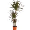Drachenbaum - Dracaena Marginata 'Magenta' -Garten Umfassend Geschäft 8221673 We FS 001 DrachenbaumDracaenaMagenta3erTuffT21DehnerExpressHerzig