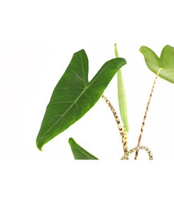 Pfeilblatt - Alocasia Zebrina 9 Pfeilblatt - Alocasia Zebrina -Garten Umfassend Geschäft 8223521 PR DE 001 AlocasiaZebrinaT15DehnerExpressHerzig