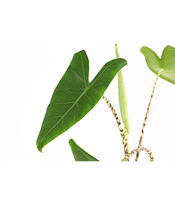 Pfeilblatt - Alocasia Zebrina 6 Pfeilblatt - Alocasia Zebrina – Bild 4