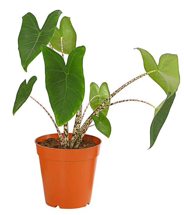 Pfeilblatt - Alocasia Zebrina 3 Pfeilblatt - Alocasia Zebrina