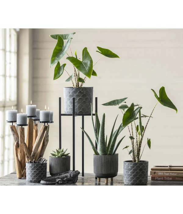 Pfeilblatt - Alocasia Zebrina 4 Pfeilblatt - Alocasia Zebrina – Bild 2