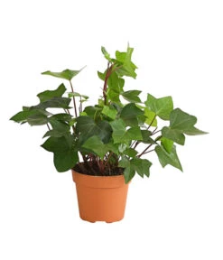 Efeu - Hedera Helix 'Mont Gommery'