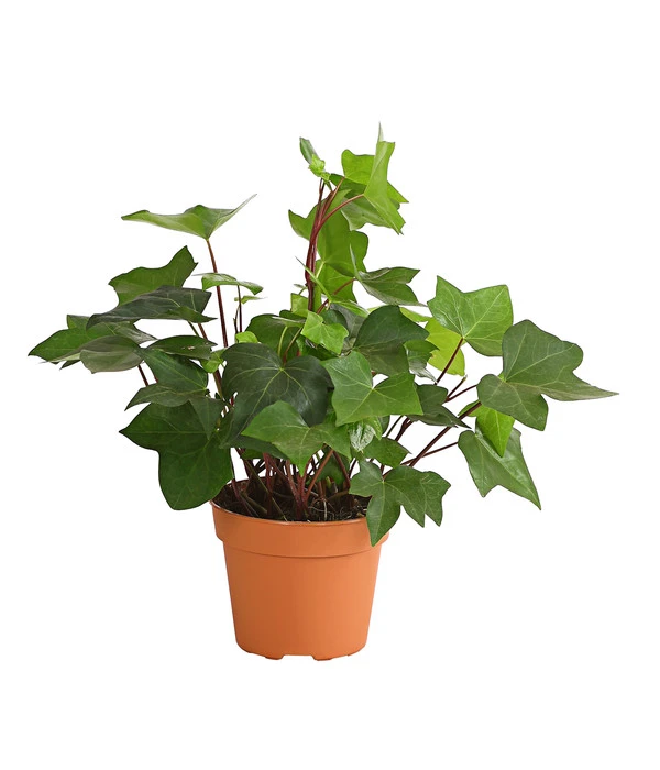 Efeu - Hedera Helix 'Mont Gommery' 3 Efeu - Hedera Helix 'Mont Gommery'