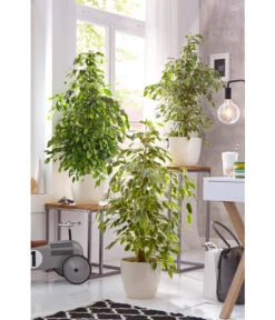 Birkenfeige - Ficus Benjamina 'Reginald' 7 Birkenfeige - Ficus Benjamina 'Reginald' -Garten Umfassend Geschäft 8227563 WE 002 FicusBenjaminaUveSauer