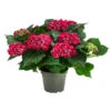 Hortensie - Hydrangea Macrophylla 'Curly Wurly' -Garten Umfassend Geschäft 8229999 PR FS 001 Hort CurlyWurlyrot