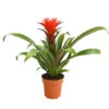 Guzmanie - Guzmania 'Hope' 1 Guzmanie - Guzmania 'Hope' -Garten Umfassend Geschäft 8232076 WE FS 001 GuzmanieGuzmaniaHopeRotT12DehnerExpressHerzig