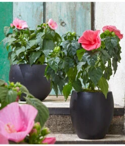 Sumpf-Roseneibisch 9 Sumpf-Roseneibisch -Garten Umfassend Geschäft 8233520 8587826 PR MO 006 HibiscusMoscheutosBL0218