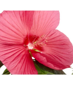 Sumpf-Roseneibisch 10 Sumpf-Roseneibisch -Garten Umfassend Geschäft 8233520 PR DE 001 HibiskusHibiscusMoscheutusT23SumpfeibischMagentaRotDehnerExpressZS