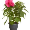 Sumpf-Roseneibisch -Garten Umfassend Geschäft 8233520 PR FS 001 HibiskusHibiscusMoscheutusT23SumpfeibischMagentaRotDehnerExpressZS