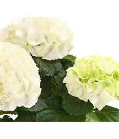 Midi Hortensie - Hydrangea Macrophylla, Verschiedene Farben -Garten Umfassend Geschäft 8233744 WE DE HortensienMidiDehnerHerzig