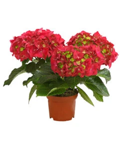 Midi Hortensie - Hydrangea Macrophylla, Verschiedene Farben -Garten Umfassend Geschäft 8233744 WE FS 001 HortensieHydrangeaMidiMixT10DehnerExpressHerzig