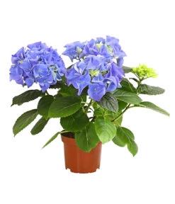 Midi Hortensie - Hydrangea Macrophylla, Verschiedene Farben -Garten Umfassend Geschäft 8233744 WE FS 003 HortensieHydrangeaMidiMixT10DehnerExpressHerzig