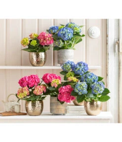 Midi Hortensie - Hydrangea Macrophylla, Verschiedene Farben -Garten Umfassend Geschäft 8233744 WE MO 001 Hortensien