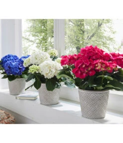 Hortensie - Hydrangea Macrophylla 13 Hortensie - Hydrangea Macrophylla -Garten Umfassend Geschäft 8233751 8234965 8233777 WE MO 003 HortensienHydrangeamacrophyllaHortensieWeissBlauRot