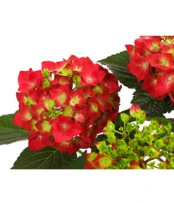 Midi Hortensie - Hydrangea Macrophylla, Verschiedene Farben -Garten Umfassend Geschäft 8233751 WE DE 001 HortensieHydrangeaRotT14DehnerExpressHerzig