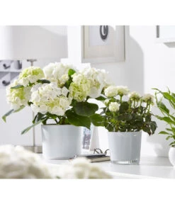 Hortensie - Hydrangea Macrophylla 12 Hortensie - Hydrangea Macrophylla -Garten Umfassend Geschäft 8233777 8265209 8233769 PR MO 001 EinblattSpathiphyllumRosenRoseInfinityHortensieHydrangeadehnerFruehblueher1403UveSauer