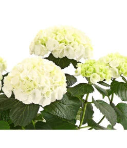 Hortensie - Hydrangea Macrophylla 17 Hortensie - Hydrangea Macrophylla -Garten Umfassend Geschäft 8233777 WE WE 001 HortensieHydrangeaWeissT13DehnerExpressHerzig