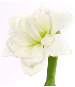 Amaryllis - Hippeastrum Hybride 'Alfresco' 11 Amaryllis - Hippeastrum Hybride 'Alfresco' -Garten Umfassend Geschäft 8234684 PR DE 001 AmaryllisHippeastrumAlfrescoDehnerExpressHerzig