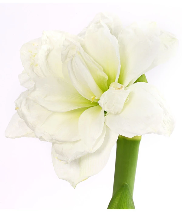 Amaryllis - Hippeastrum Hybride 'Alfresco' 7 Amaryllis - Hippeastrum Hybride 'Alfresco' – Bild 5
