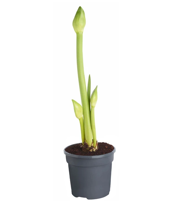 Amaryllis - Hippeastrum Hybride 'Alfresco' 4 Amaryllis - Hippeastrum Hybride 'Alfresco' – Bild 2