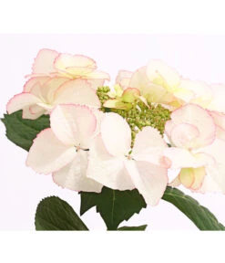 Hortensie 'Love You Kiss' -Garten Umfassend Geschäft 8240046 PR DE 001 HortensieHydrangeaMacrophyllaLoveYouKissOWT14DehnerExpressHerzig