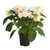 Hortensie 'Love You Kiss' -Garten Umfassend Geschäft 8240046 PR FS 001 HortensieHydrangeaMacrophyllaLoveYouKissOWT14DehnerExpressHerzig