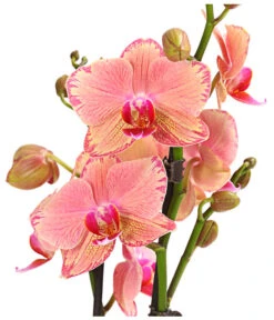 Schmetterlingsorchidee - Phalaenopsis Cultivars, Sonderfarben -Garten Umfassend Geschäft 8240376 WE DE 001 SchmetterlingsorchideePhalaenopsisPiratePicotee2TrieberPremiumT12DehnerExpressHerzig