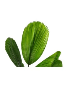 Garten Umfassend Geschäft -Garten Umfassend Geschäft 8241382 PR DE 001 LicualaGrandisT19DehnerExpressHerzig