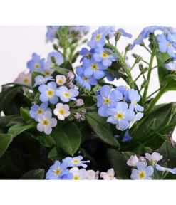 Vergissmeinnicht 'Myomark' -Garten Umfassend Geschäft 8244519 PR DE 001 MyosotisMyomarkT12DehnerExpressHerzig